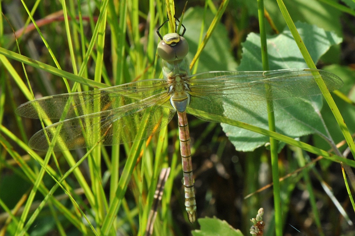 Giovane A. ephippiger?